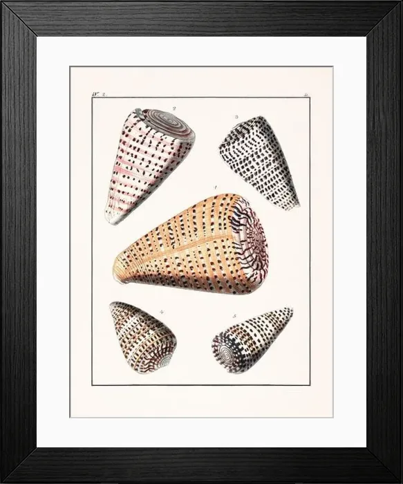 Framed Print : Collection of seashells. Vintage German illustration featuring seashells Framed Print : Collection of seashells. Vintage German illustration featuring seashells