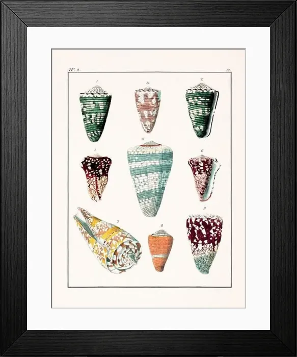 Framed Print : Collection of seashells. Vintage German illustration featuring seashells Framed Print : Collection of seashells. Vintage German illustration featuring seashells