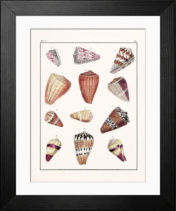 Framed Print : Collection of seashells. Vintage German illustration featuring seashells Framed Print : Collection of seashells. Vintage German illustration featuring seashells