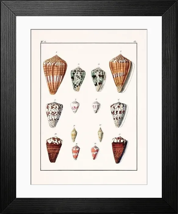 Framed Print : Collection of seashells. Vintage German illustration featuring seashells Framed Print : Collection of seashells. Vintage German illustration featuring seashells