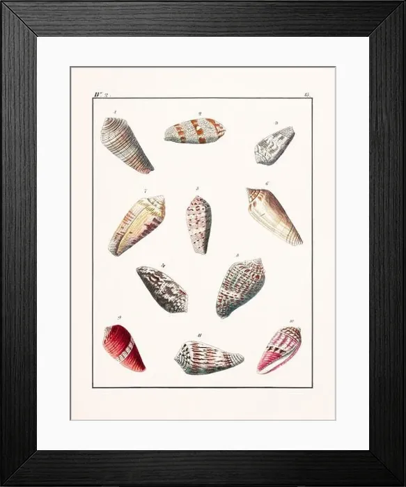 Framed Print : Collection of seashells. Vintage German illustration featuring seashells Framed Print : Collection of seashells. Vintage German illustration featuring seashells