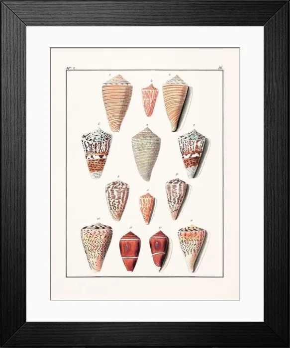 Framed Print : Collection of seashells. Vintage German illustration featuring seashells Framed Print : Collection of seashells. Vintage German illustration featuring seashells