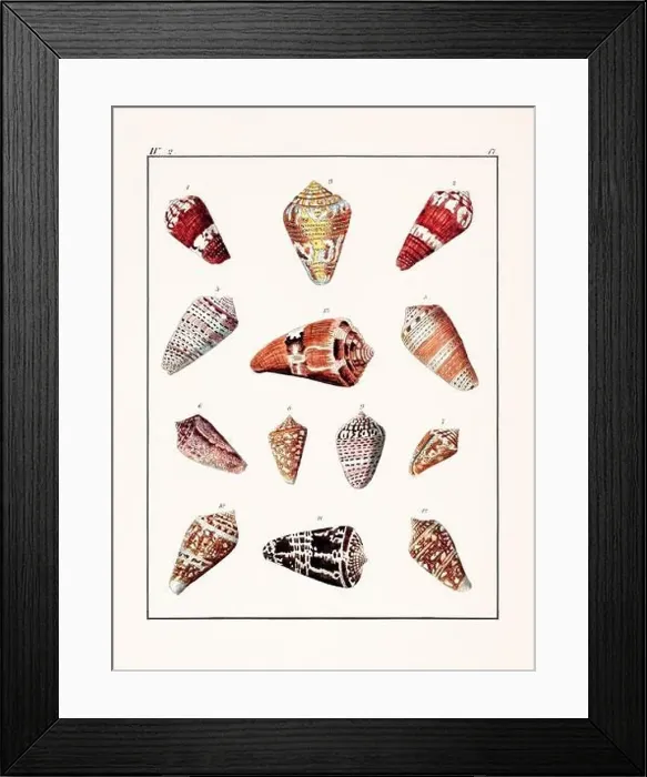 Framed Print : Collection of seashells. Vintage German illustration featuring seashells Framed Print : Collection of seashells. Vintage German illustration featuring seashells