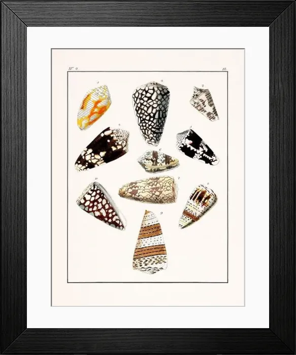 Framed Print : Collection of seashells. Vintage German illustration featuring seashells Framed Print : Collection of seashells. Vintage German illustration featuring seashells