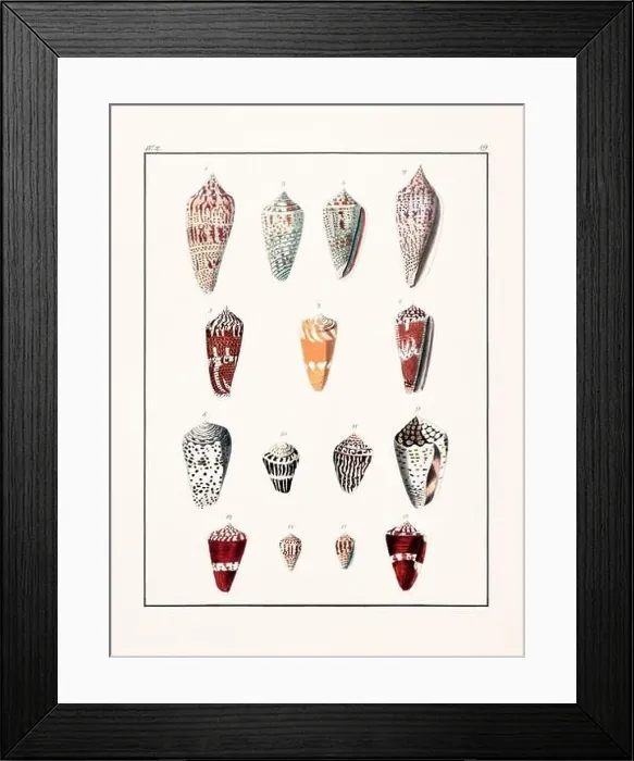 Framed Print : Collection of seashells. Vintage German illustration featuring seashells Framed Print : Collection of seashells. Vintage German illustration featuring seashells