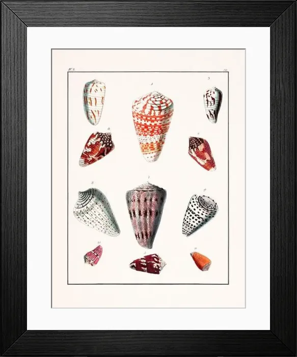Framed Print : Collection of seashells. Vintage German illustration featuring seashells Framed Print : Collection of seashells. Vintage German illustration featuring seashells