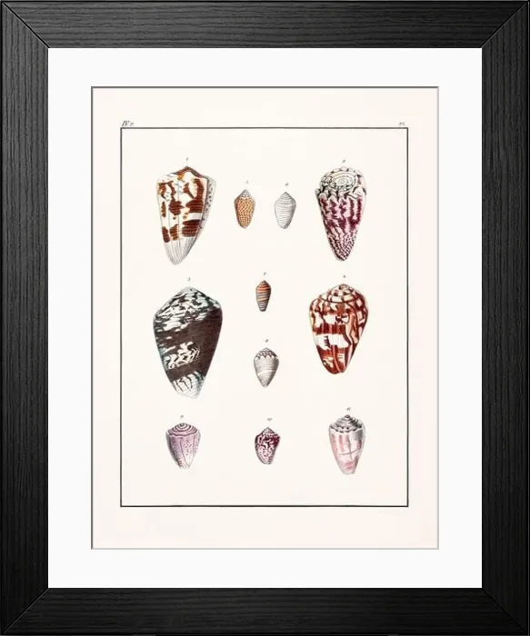 Framed Print : Collection of seashells. Vintage German illustration featuring seashells Framed Print : Collection of seashells. Vintage German illustration featuring seashells