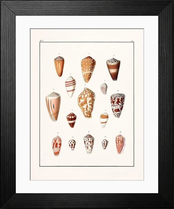 Framed Print : Collection of seashells. Vintage German illustration featuring seashells Framed Print : Collection of seashells. Vintage German illustration featuring seashells