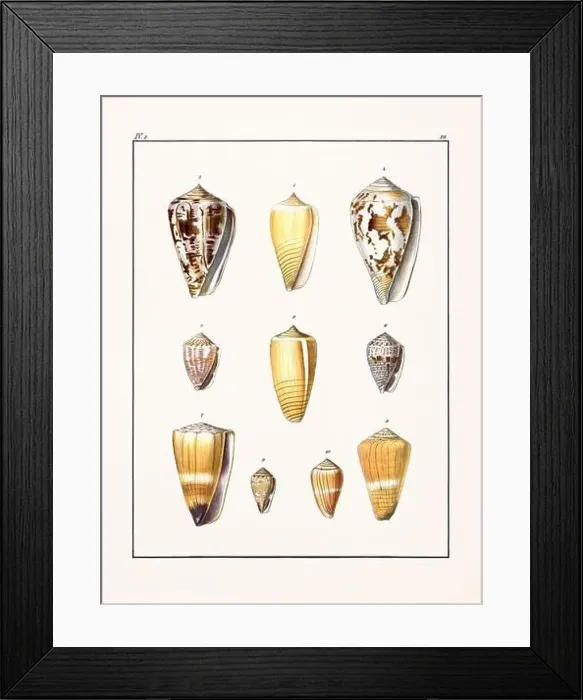 Framed Print : Collection of seashells. Vintage German illustration featuring seashells Framed Print : Collection of seashells. Vintage German illustration featuring seashells