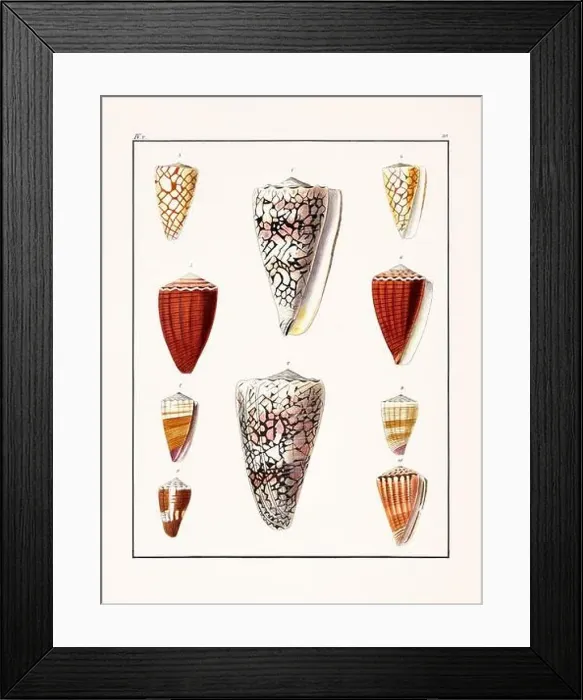 Framed Print : Collection of seashells. Vintage German illustration featuring seashells Framed Print : Collection of seashells. Vintage German illustration featuring seashells