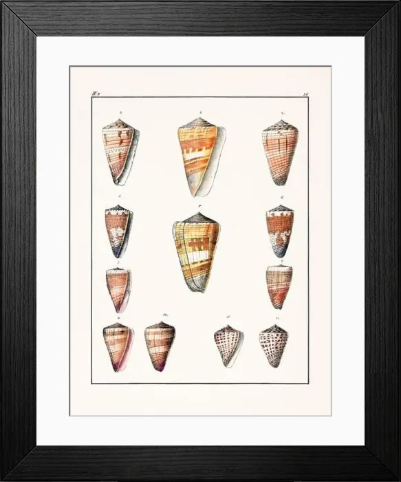Framed Print : Collection of seashells. Vintage German illustration featuring seashells Framed Print : Collection of seashells. Vintage German illustration featuring seashells