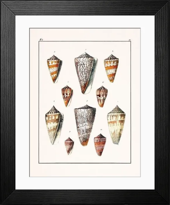 Framed Print : Collection of seashells. Vintage German illustration featuring seashells Framed Print : Collection of seashells. Vintage German illustration featuring seashells