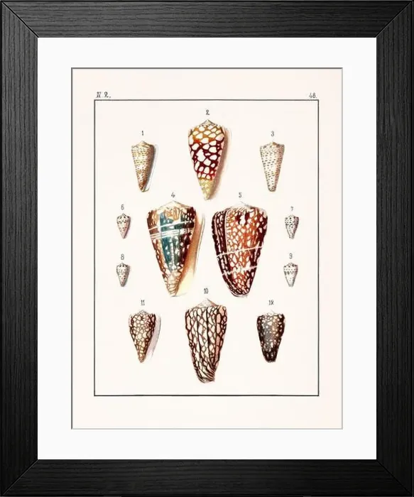 Framed Print : Collection of seashells. Vintage German illustration featuring seashells Framed Print : Collection of seashells. Vintage German illustration featuring seashells