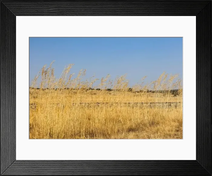 Framed Print : Wheat fields landscape under the sun in Spain Framed Print : Wheat fields landscape under the sun in Spain
