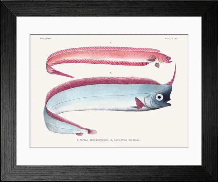 Framed Print : Vintage fish illustration. A plate from an antique book on Japanese fauna, circa 1850