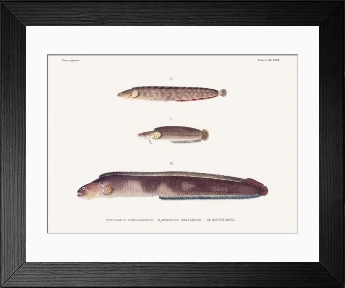 Framed Print : Vintage fish illustration. A plate from an antique book on Japanese fauna, circa 1850 Framed Print : Vintage fish illustration. A plate from an antique book on Japanese fauna, circa 1850