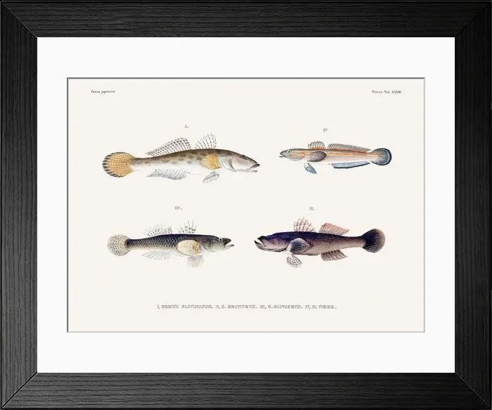 Framed Print : Vintage fish illustration. A plate from an antique book on Japanese fauna, circa 1850 Framed Print : Vintage fish illustration. A plate from an antique book on Japanese fauna, circa 1850