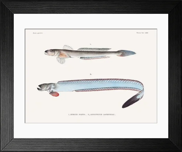 Framed Print : Vintage fish illustration. A plate from an antique book on Japanese fauna, circa 1850 Framed Print : Vintage fish illustration. A plate from an antique book on Japanese fauna, circa 1850