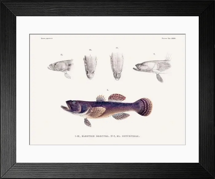 Framed Print : Vintage fish illustration. A plate from an antique book on Japanese fauna, circa 1850 Framed Print : Vintage fish illustration. A plate from an antique book on Japanese fauna, circa 1850