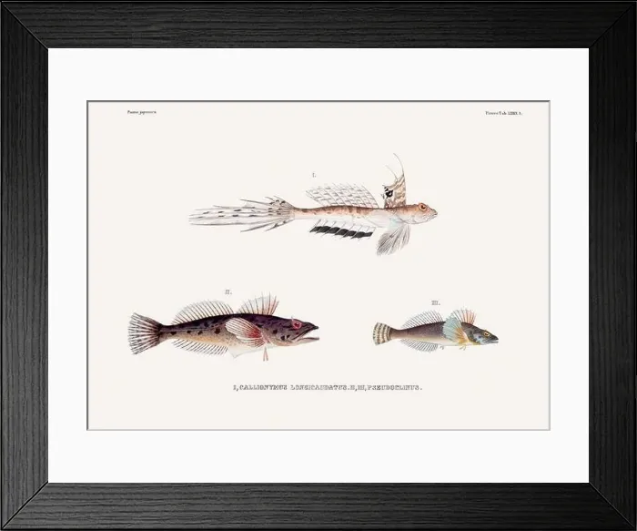 Framed Print : Vintage fish illustration. A plate from an antique book on Japanese fauna, circa 1850 Framed Print : Vintage fish illustration. A plate from an antique book on Japanese fauna, circa 1850