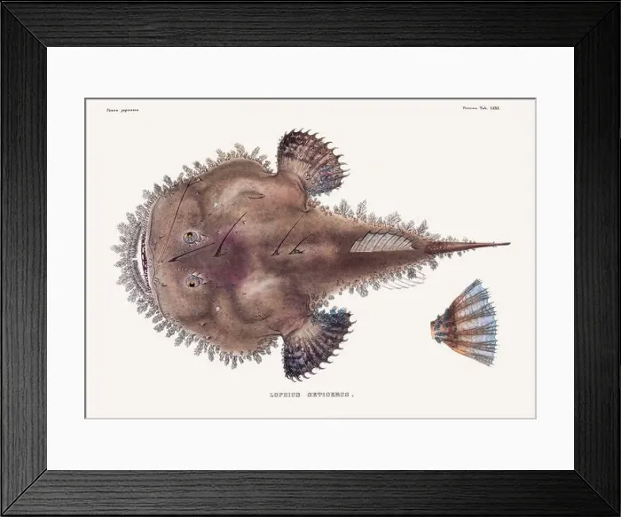 Framed Print : Vintage fish illustration. A plate from an antique book on Japanese fauna, circa 1850 Framed Print : Vintage fish illustration. A plate from an antique book on Japanese fauna, circa 1850