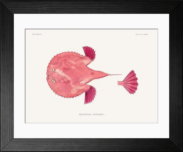 Framed Print : Vintage fish illustration. A plate from an antique book on Japanese fauna, circa 1850 Framed Print : Vintage fish illustration. A plate from an antique book on Japanese fauna, circa 1850