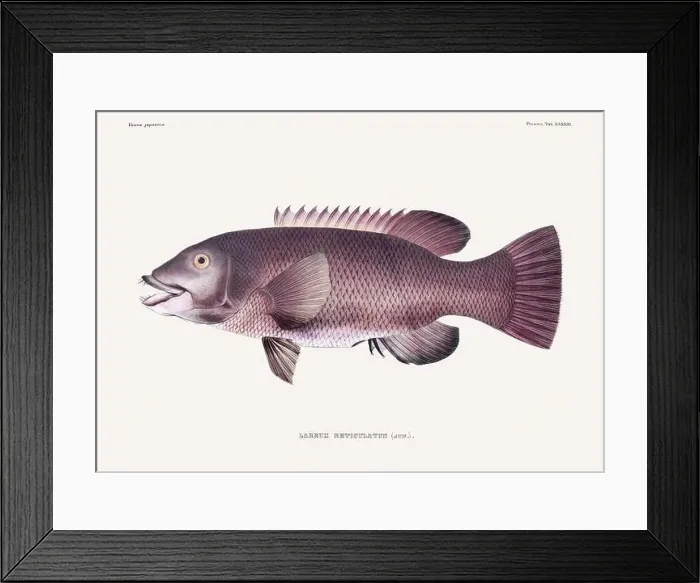 Framed Print : Vintage fish illustration. A plate from an antique book on Japanese fauna, circa 1850