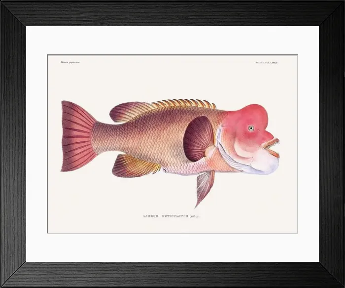 Framed Print : Vintage fish illustration. A plate from an antique book on Japanese fauna, circa 1850 Framed Print : Vintage fish illustration. A plate from an antique book on Japanese fauna, circa 1850