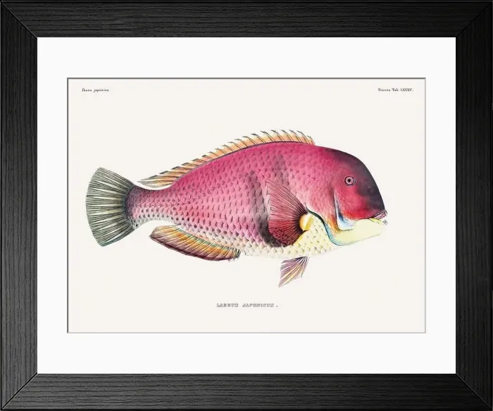 Framed Print : Vintage fish illustration. A plate from an antique book on Japanese fauna, circa 1850 Framed Print : Vintage fish illustration. A plate from an antique book on Japanese fauna, circa 1850