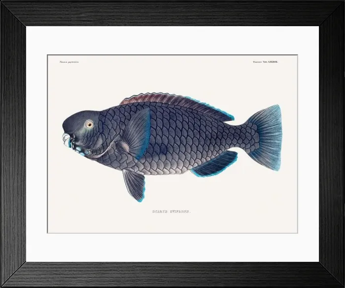 Framed Print : Vintage fish illustration. A plate from an antique book on Japanese fauna, circa 1850 Framed Print : Vintage fish illustration. A plate from an antique book on Japanese fauna, circa 1850