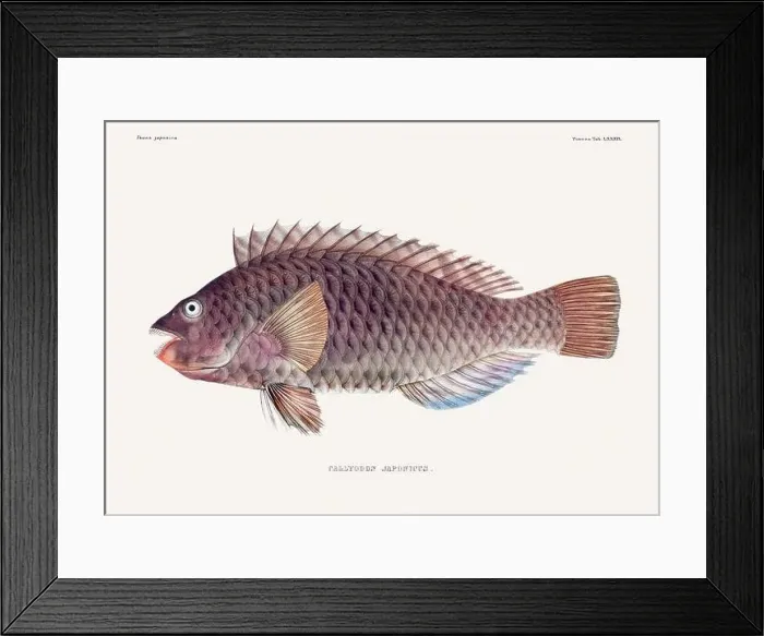Framed Print : Vintage fish illustration. A plate from an antique book on Japanese fauna, circa 1850 Framed Print : Vintage fish illustration. A plate from an antique book on Japanese fauna, circa 1850