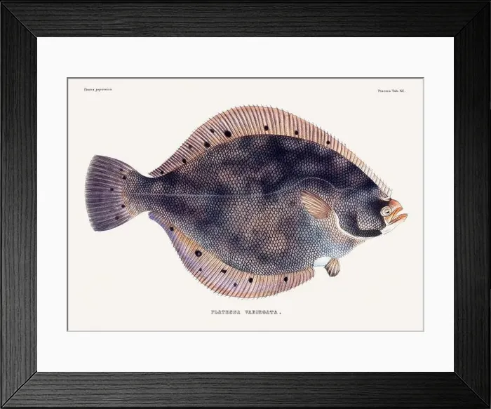 Framed Print : Vintage fish illustration. A plate from an antique book on Japanese fauna, circa 1850 Framed Print : Vintage fish illustration. A plate from an antique book on Japanese fauna, circa 1850