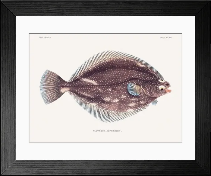 Framed Print : Vintage fish illustration. A plate from an antique book on Japanese fauna, circa 1850 Framed Print : Vintage fish illustration. A plate from an antique book on Japanese fauna, circa 1850
