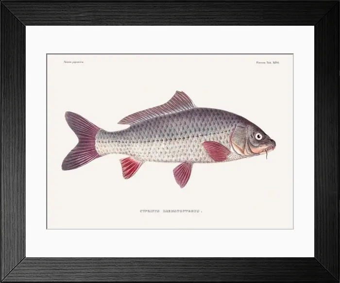 Framed Print : Vintage fish illustration. A plate from an antique book on Japanese fauna, circa 1850 Framed Print : Vintage fish illustration. A plate from an antique book on Japanese fauna, circa 1850
