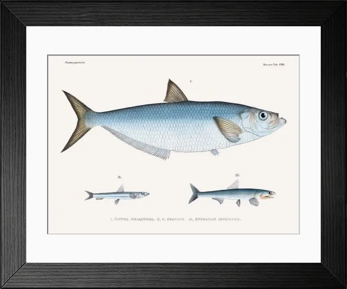 Framed Print : Vintage fish illustration. A plate from an antique book on Japanese fauna, circa 1850 Framed Print : Vintage fish illustration. A plate from an antique book on Japanese fauna, circa 1850
