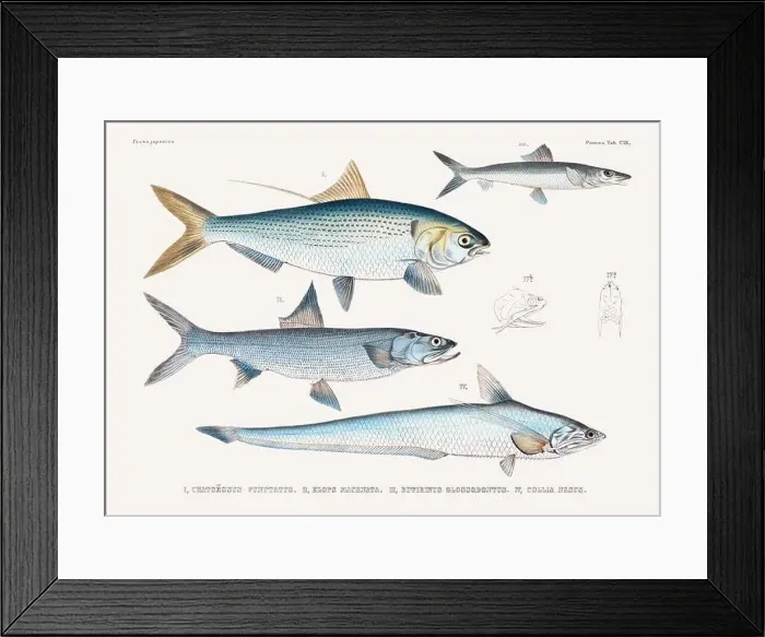Framed Print : Vintage fish illustration. A plate from an antique book on Japanese fauna, circa 1850 Framed Print : Vintage fish illustration. A plate from an antique book on Japanese fauna, circa 1850
