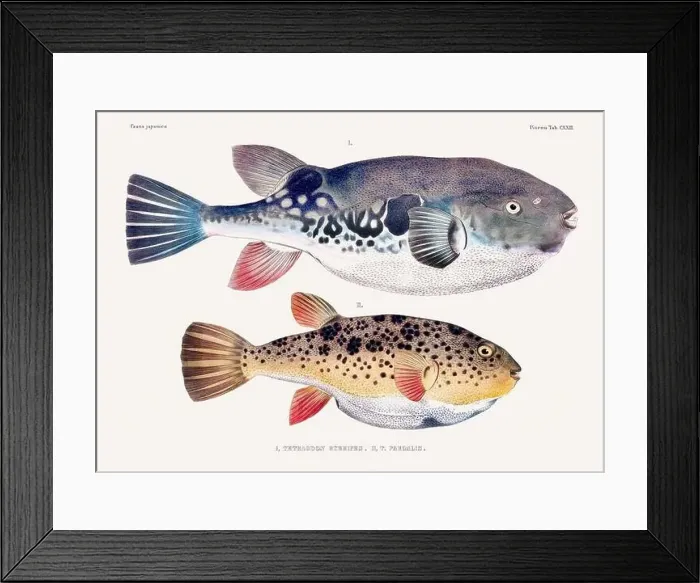 Framed Print : Vintage fish illustration. A plate from an antique book on Japanese fauna, circa 1850 Framed Print : Vintage fish illustration. A plate from an antique book on Japanese fauna, circa 1850
