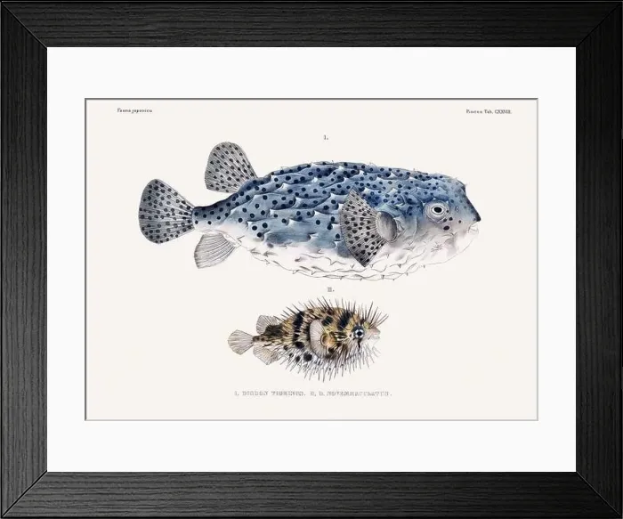 Framed Print : Vintage fish illustration. A plate from an antique book on Japanese fauna, circa 1850 Framed Print : Vintage fish illustration. A plate from an antique book on Japanese fauna, circa 1850