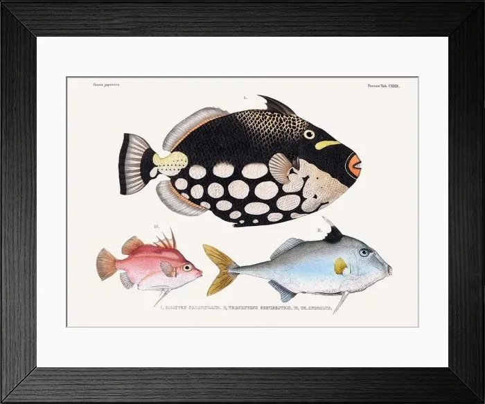 Framed Print : Vintage fish illustration. A plate from an antique book on Japanese fauna, circa 1850 Framed Print : Vintage fish illustration. A plate from an antique book on Japanese fauna, circa 1850