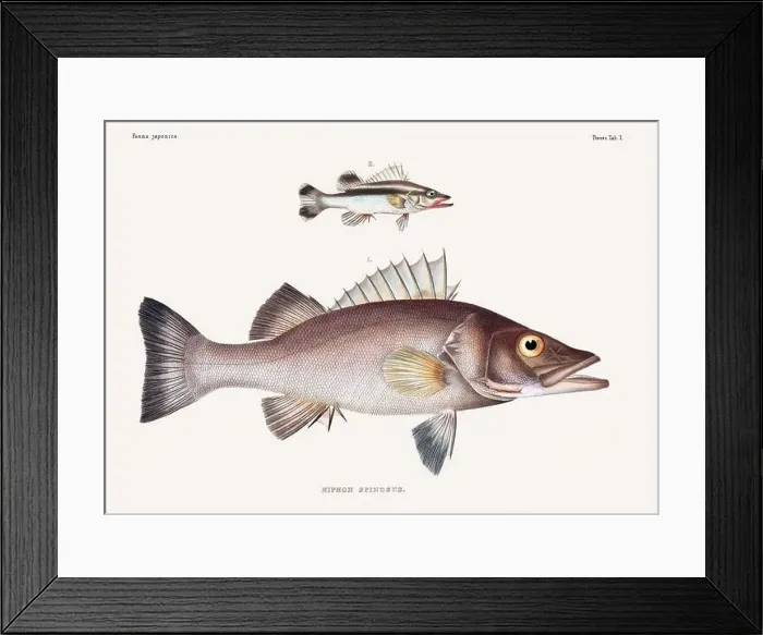 Framed Print : Vintage fish illustration. A plate from an antique book on Japanese fauna, circa 1850
