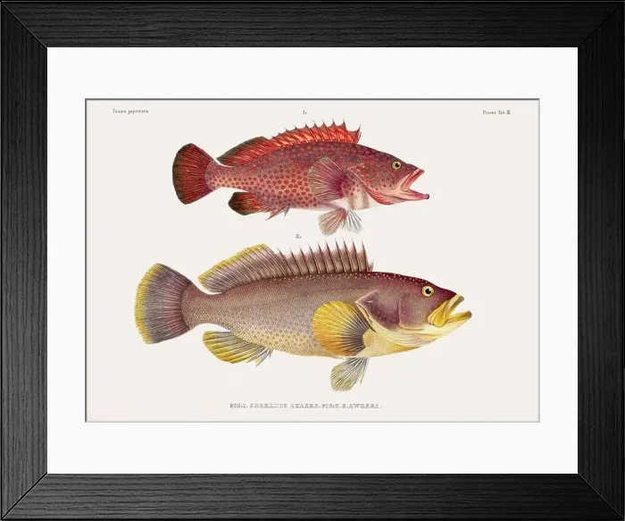Framed Print : Vintage fish illustration. A plate from an antique book on Japanese fauna, circa 1850 Framed Print : Vintage fish illustration. A plate from an antique book on Japanese fauna, circa 1850