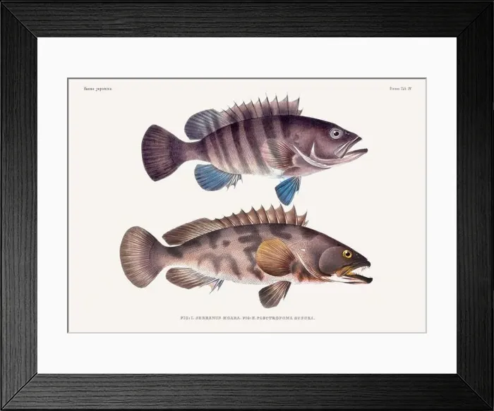Framed Print : Vintage fish illustration. A plate from an antique book on Japanese fauna, circa 1850 Framed Print : Vintage fish illustration. A plate from an antique book on Japanese fauna, circa 1850