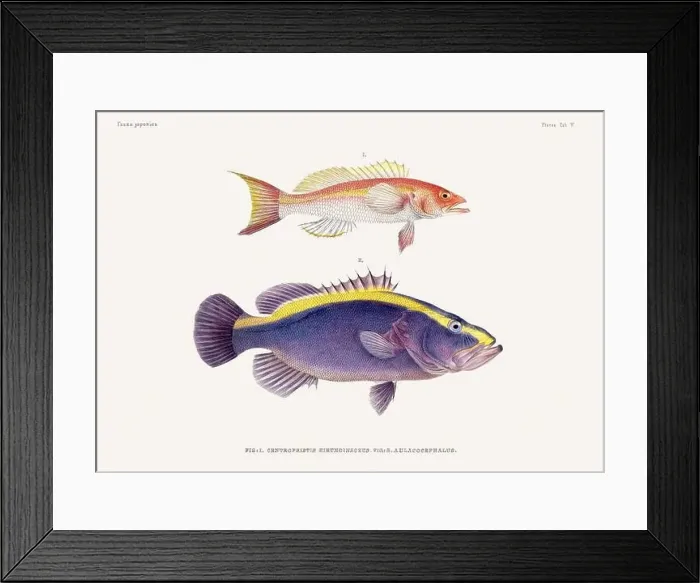 Framed Print : Vintage fish illustration. A plate from an antique book on Japanese fauna, circa 1850 Framed Print : Vintage fish illustration. A plate from an antique book on Japanese fauna, circa 1850