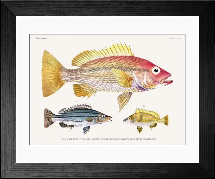 Framed Print : Vintage fish illustration. A plate from an antique book on Japanese fauna, circa 1850 Framed Print : Vintage fish illustration. A plate from an antique book on Japanese fauna, circa 1850