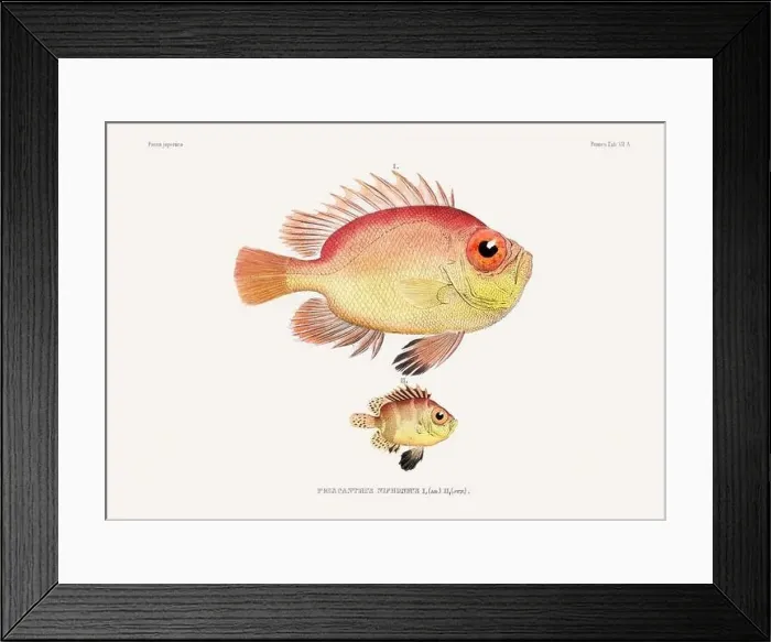 Framed Print : Vintage fish illustration. A plate from an antique book on Japanese fauna, circa 1850 Framed Print : Vintage fish illustration. A plate from an antique book on Japanese fauna, circa 1850
