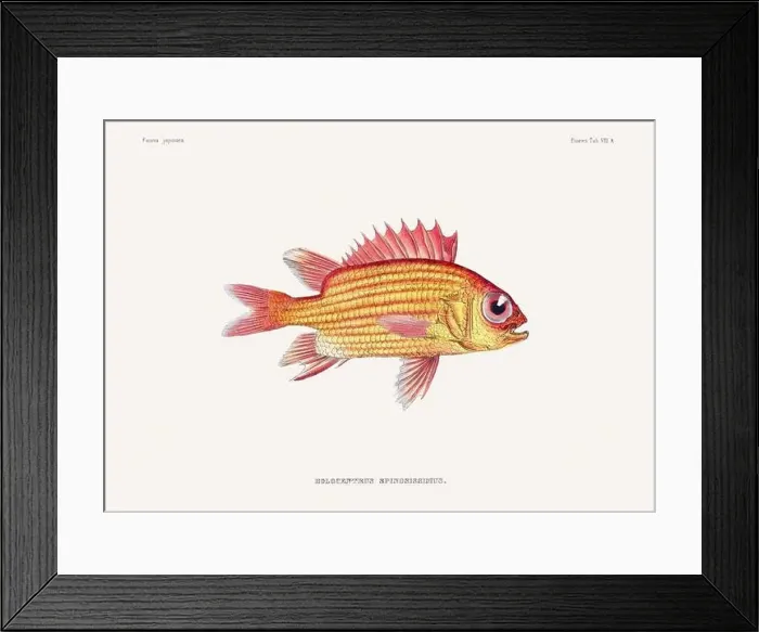 Framed Print : Vintage fish illustration. A plate from an antique book on Japanese fauna, circa 1850 Framed Print : Vintage fish illustration. A plate from an antique book on Japanese fauna, circa 1850