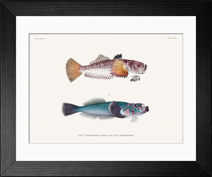Framed Print : Vintage fish illustration. A plate from an antique book on Japanese fauna, circa 1850