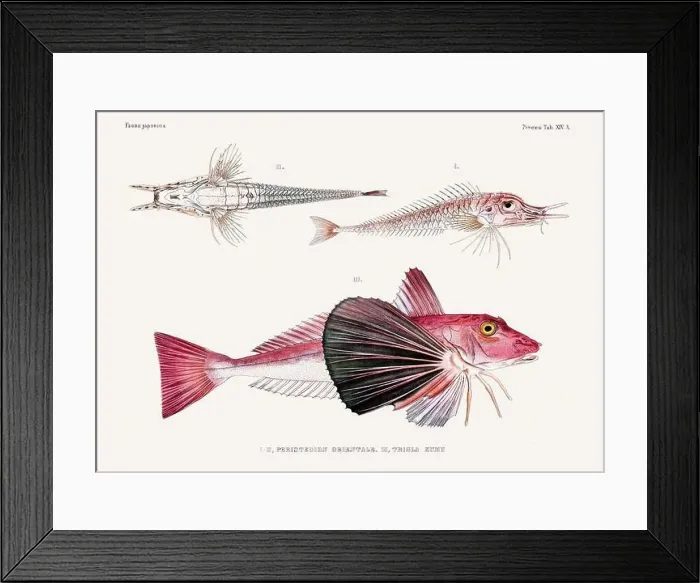 Framed Print : Vintage fish illustration. A plate from an antique book on Japanese fauna, circa 1850