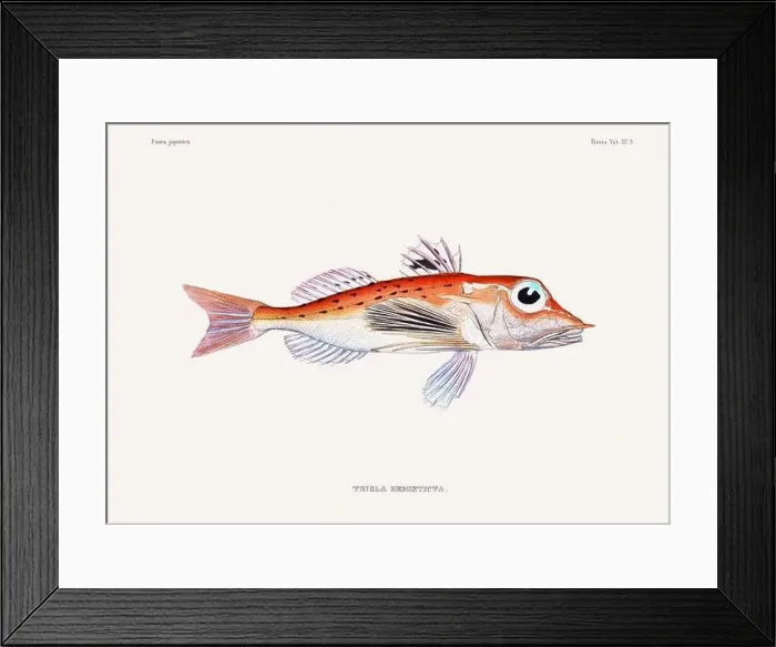 Framed Print : Vintage fish illustration. A plate from an antique book on Japanese fauna, circa 1850