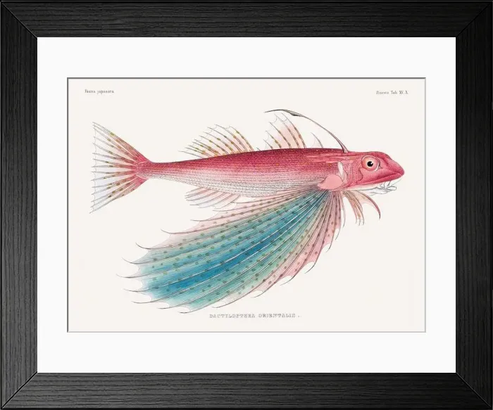Framed Print : Vintage fish illustration. A plate from an antique book on Japanese fauna, circa 1850 Framed Print : Vintage fish illustration. A plate from an antique book on Japanese fauna, circa 1850